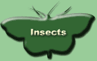 Go To Insects