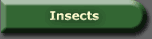 Go To Insects