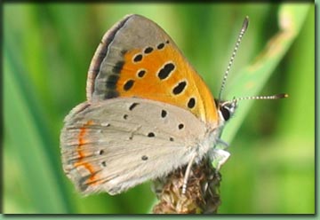 Go To Butterflies - American Copper