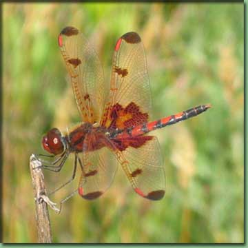 Go To Dragonflies - Calico Penant