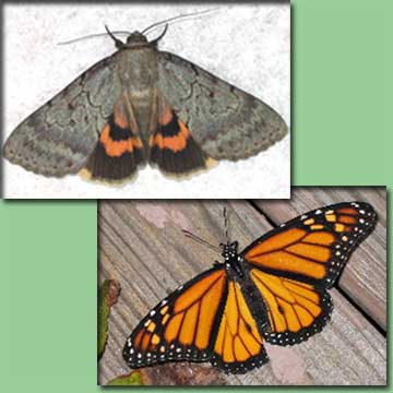 Go To Butterflies & Moths - Serene Underwing & Monarch Butterfly