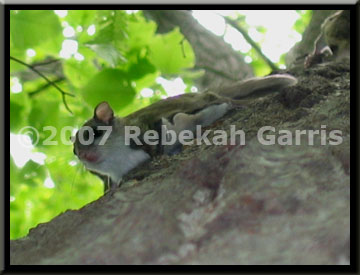 Go To Animals & Birds